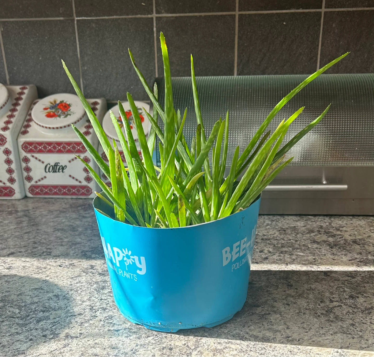 Aloe Vera Plant in Blue Pot