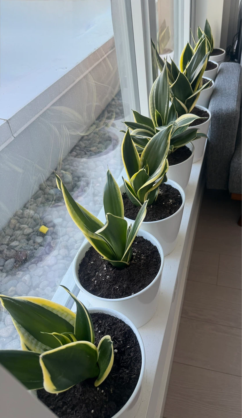 Sansevieria 'Laurentii' Snake Plants - photo 2