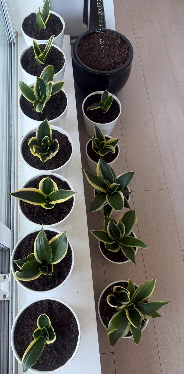 Sansevieria 'Laurentii' Snake Plants