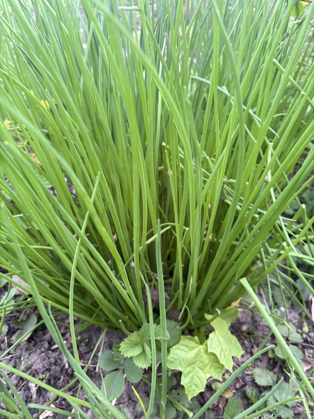Fresh Chives Plant