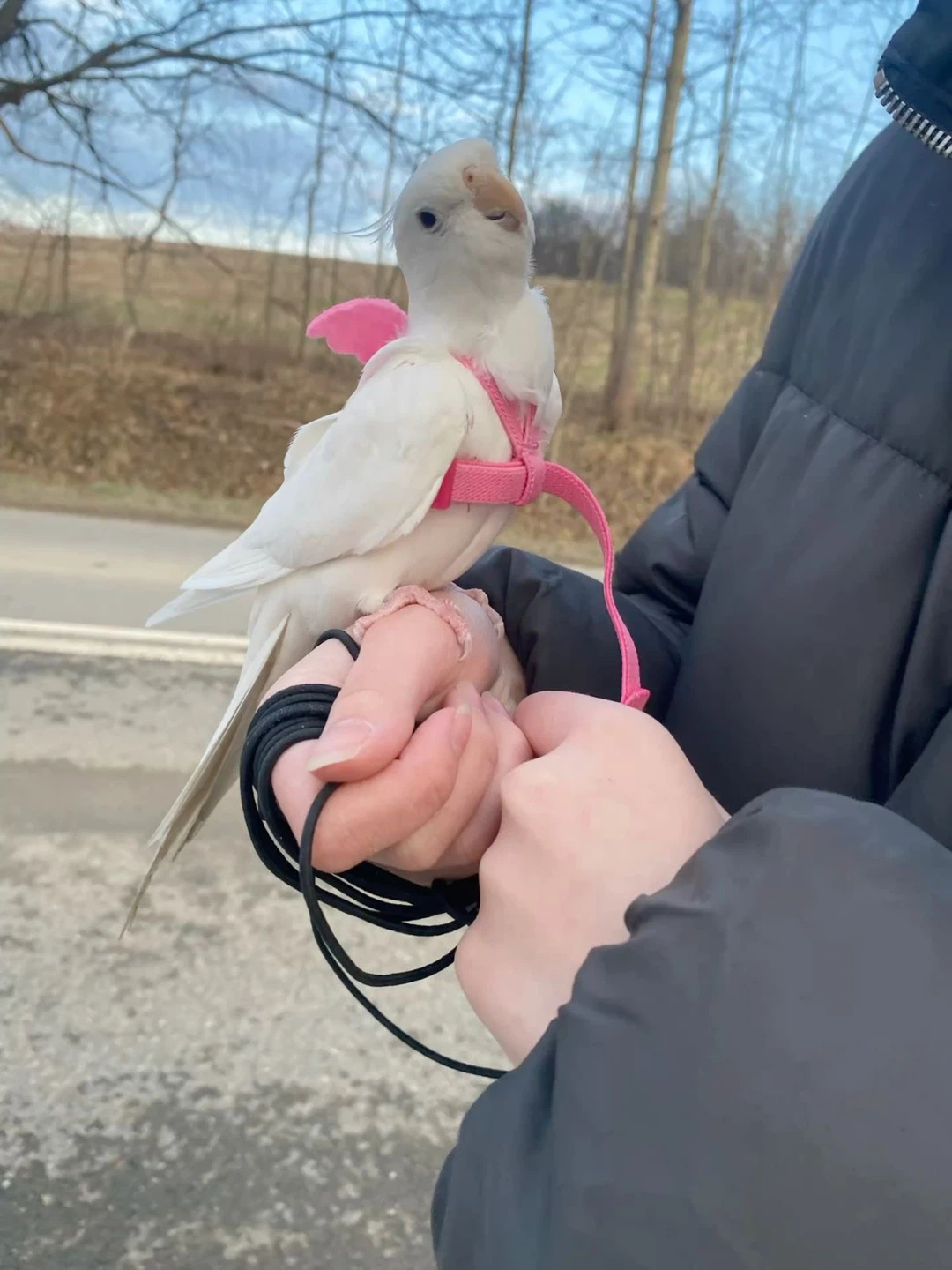 Pink and Purple Bird Harness with Wings