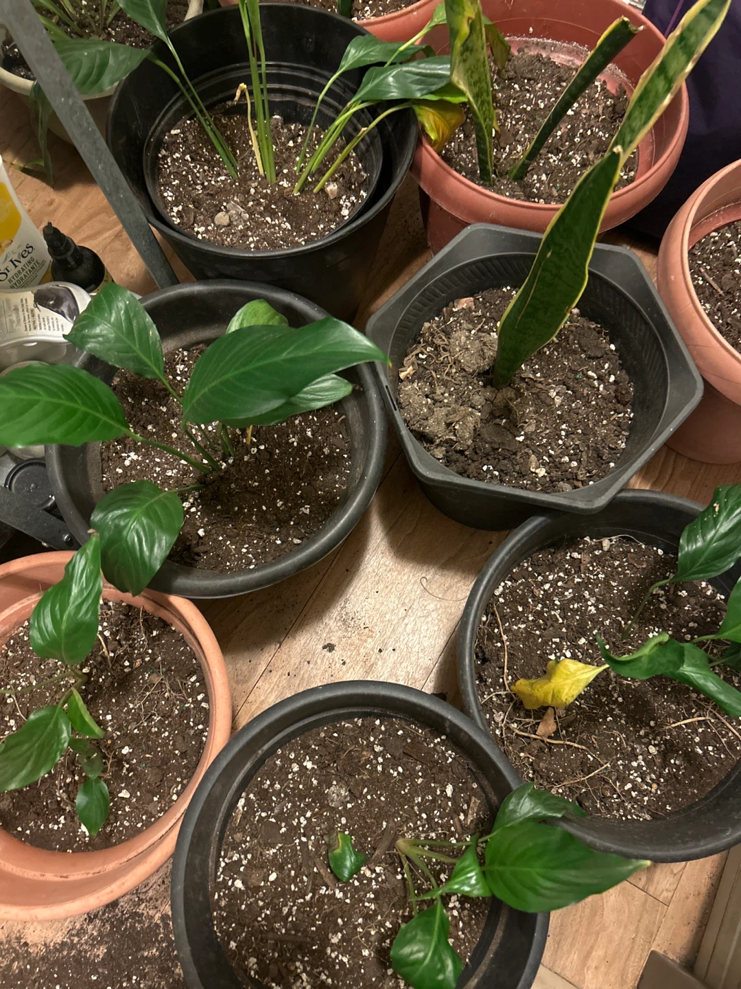 Potted Peace Lily and Snake Plant $5 each