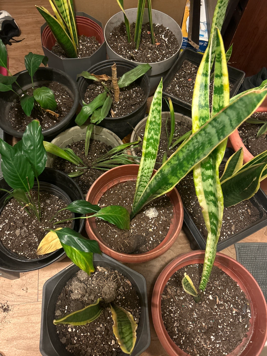 Assorted Potted Plants $5 each