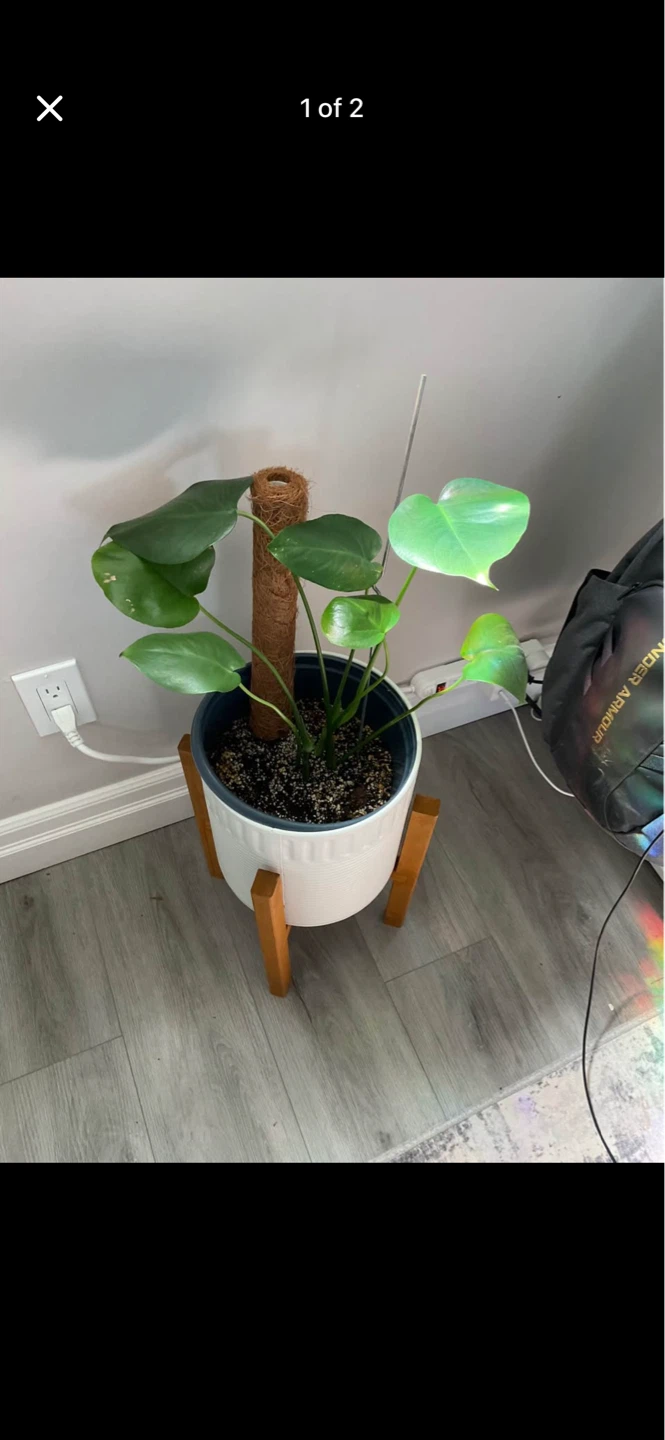 Monstera Plant in White Pot with Wooden Stand