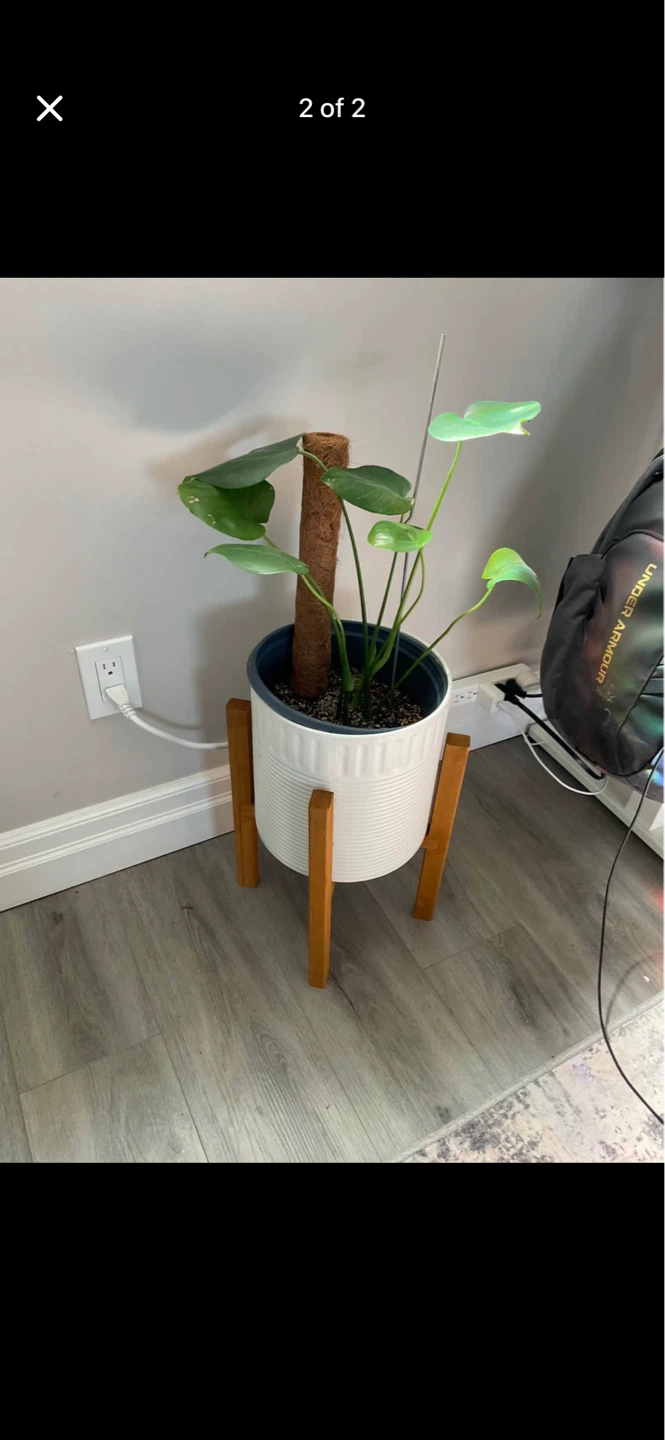 Monstera Plant in White Pot with Wooden Stand - photo 2