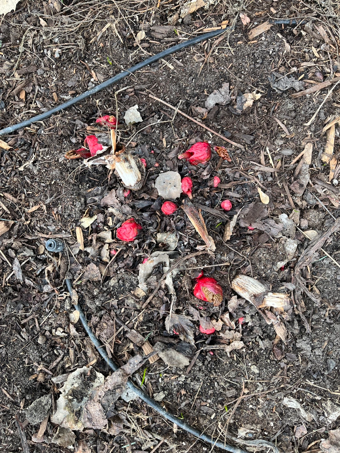 FREE rhubarb plant