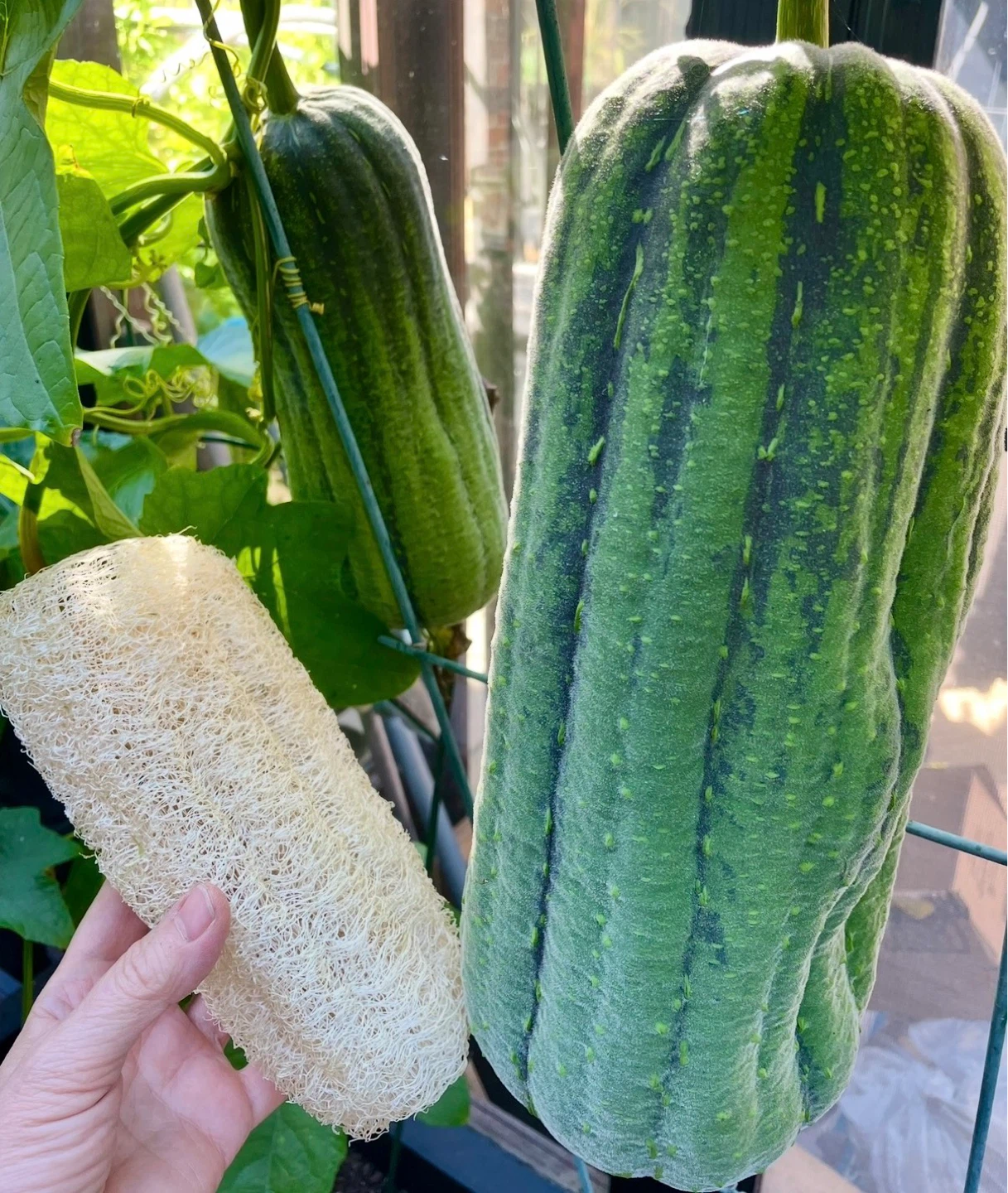 1 APPLE LUFFA PLANT LEFT!