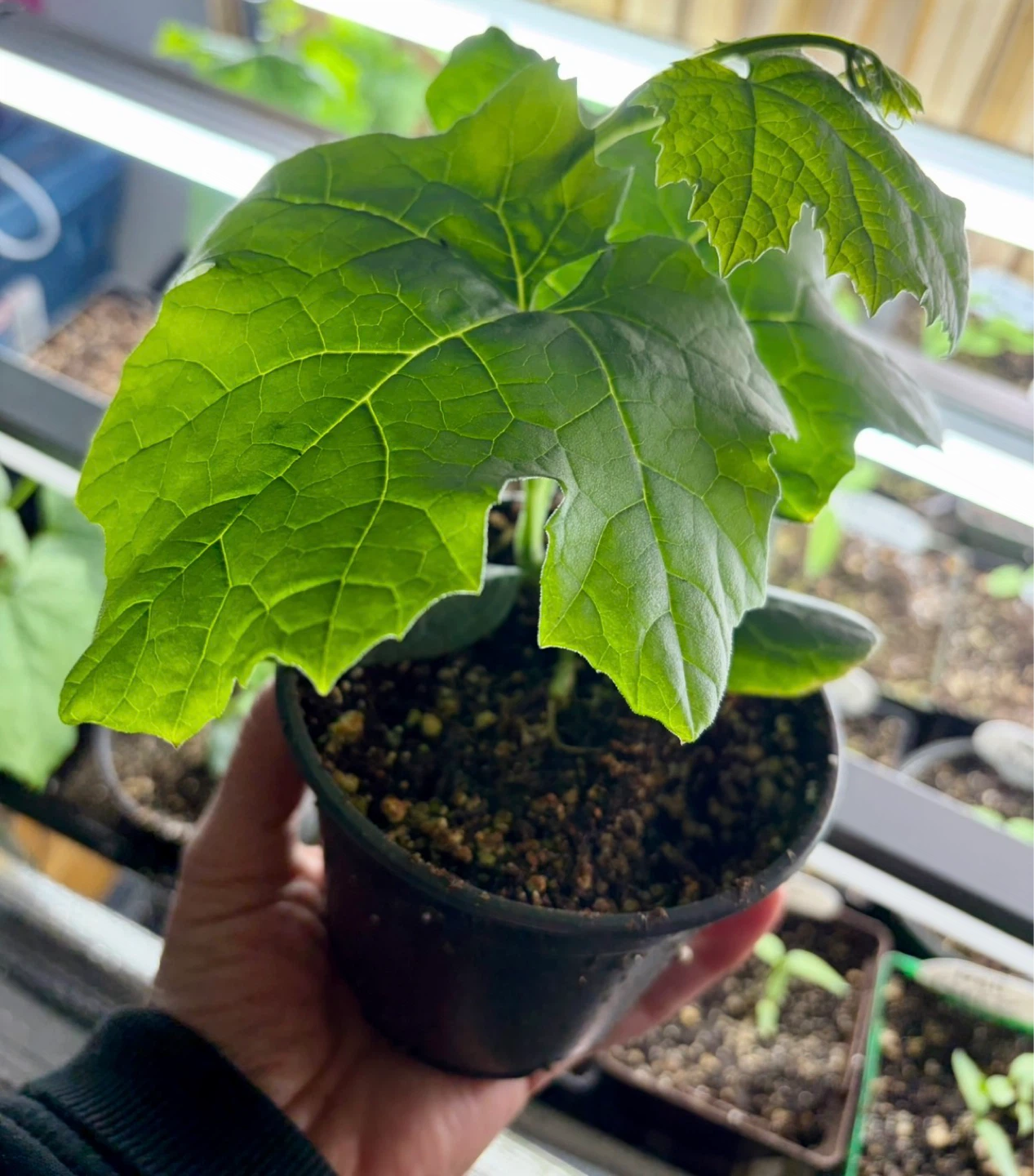 1 APPLE LUFFA PLANT LEFT! - photo 2