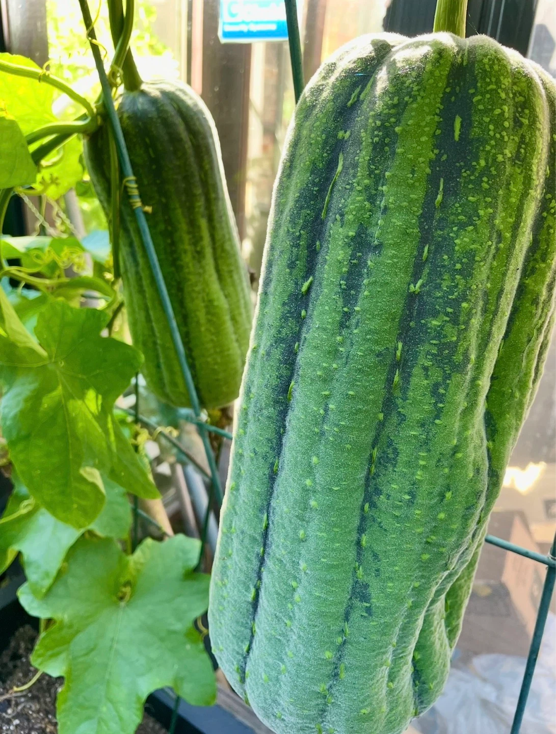 1 APPLE LUFFA PLANT LEFT! - photo 3