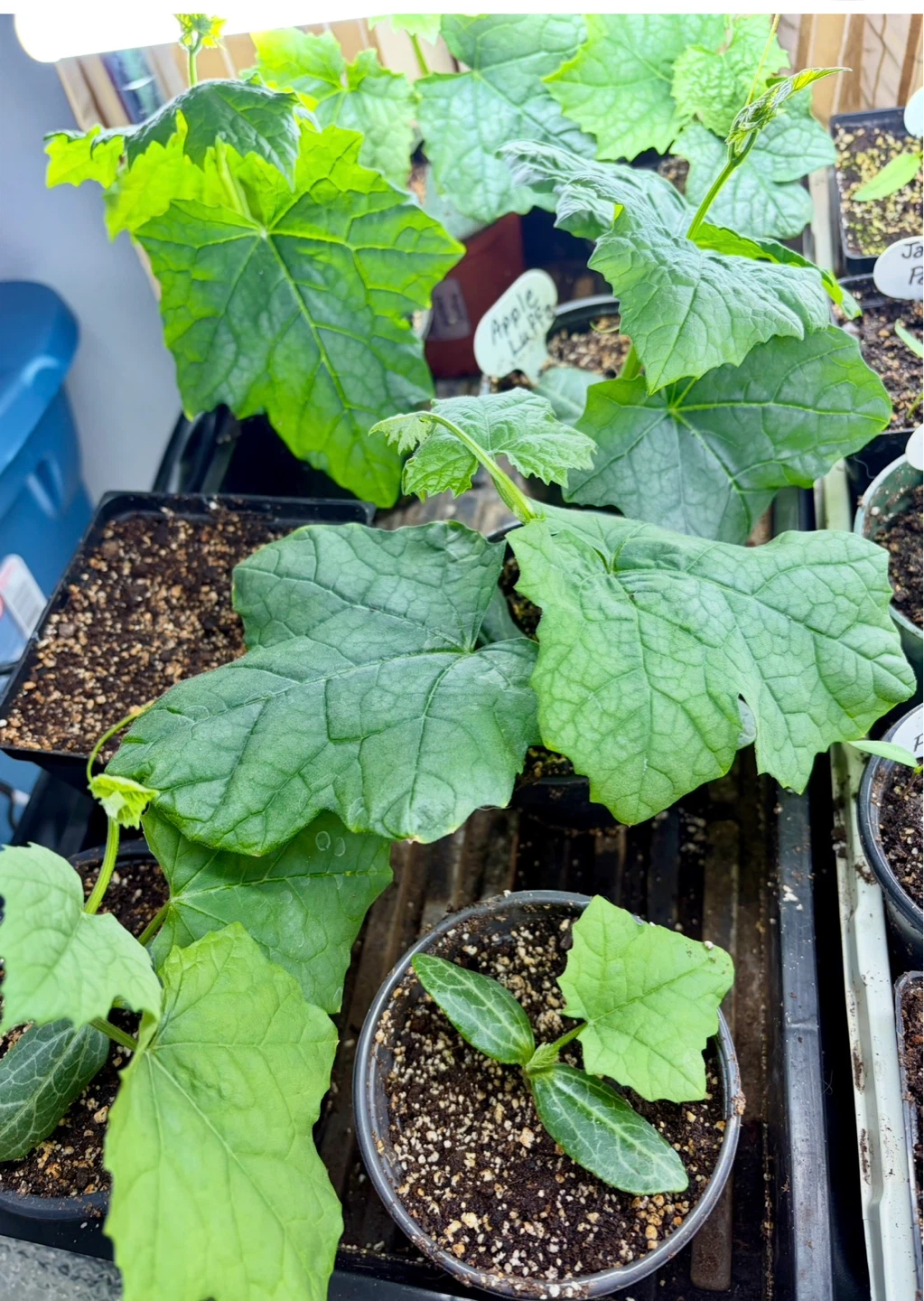 1 APPLE LUFFA PLANT LEFT! - photo 4