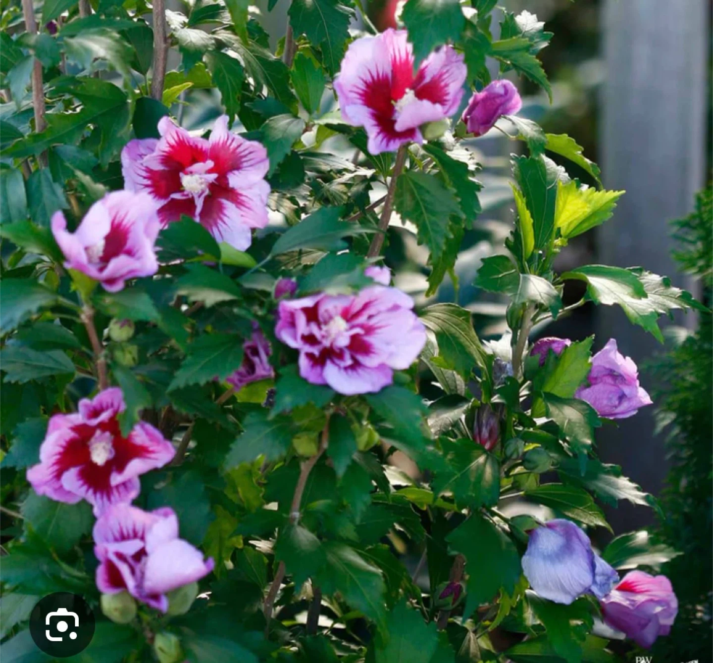 Rose of Sharon Hibiscus Plant Cuttings - photo 2