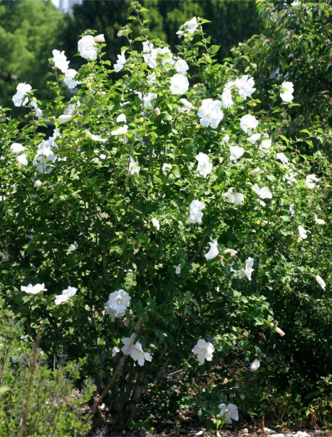 Rose of Sharon Hibiscus Plant Cuttings