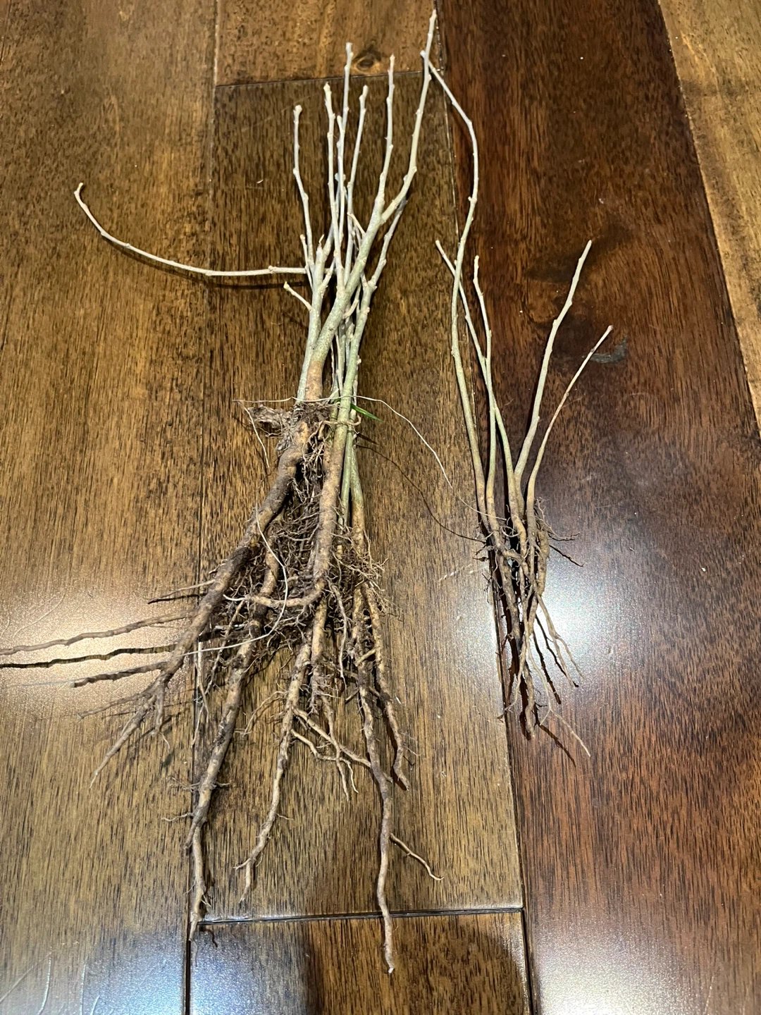 Rose of Sharon Hibiscus Plant Cuttings - photo 3