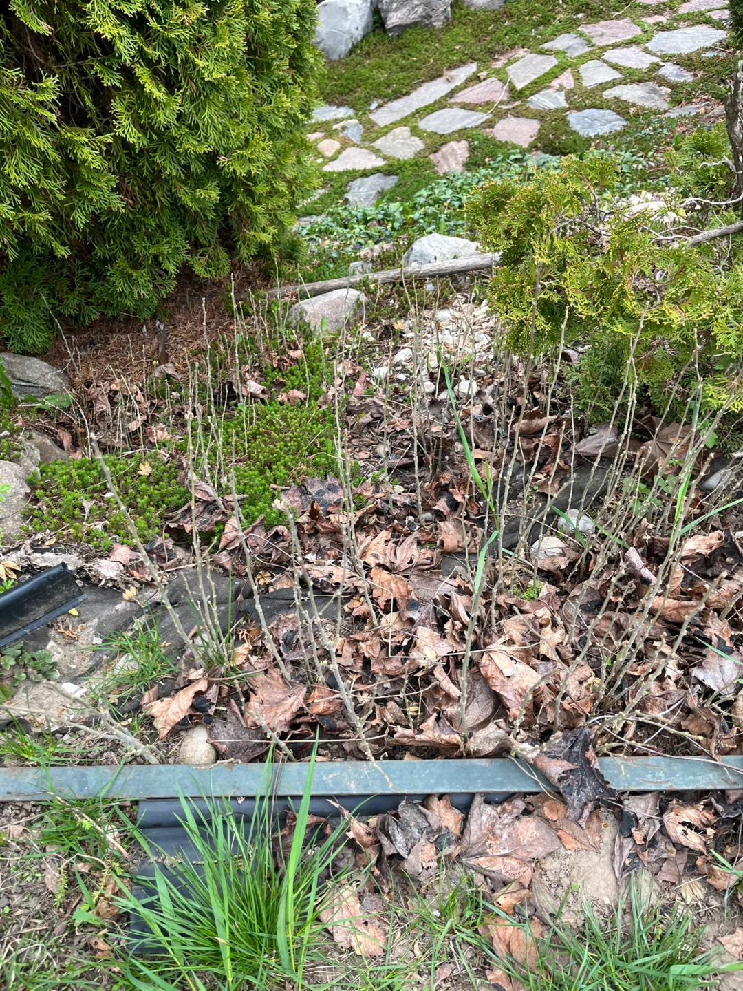 Rose of Sharon Hibiscus Plant Cuttings - photo 4