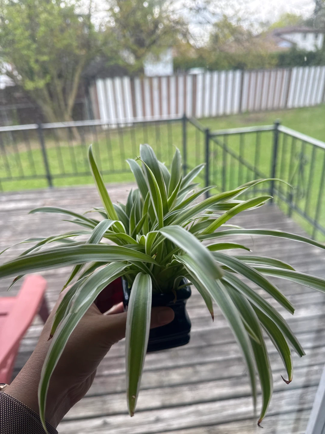 Aesthetic Baby Spider Plant without pot