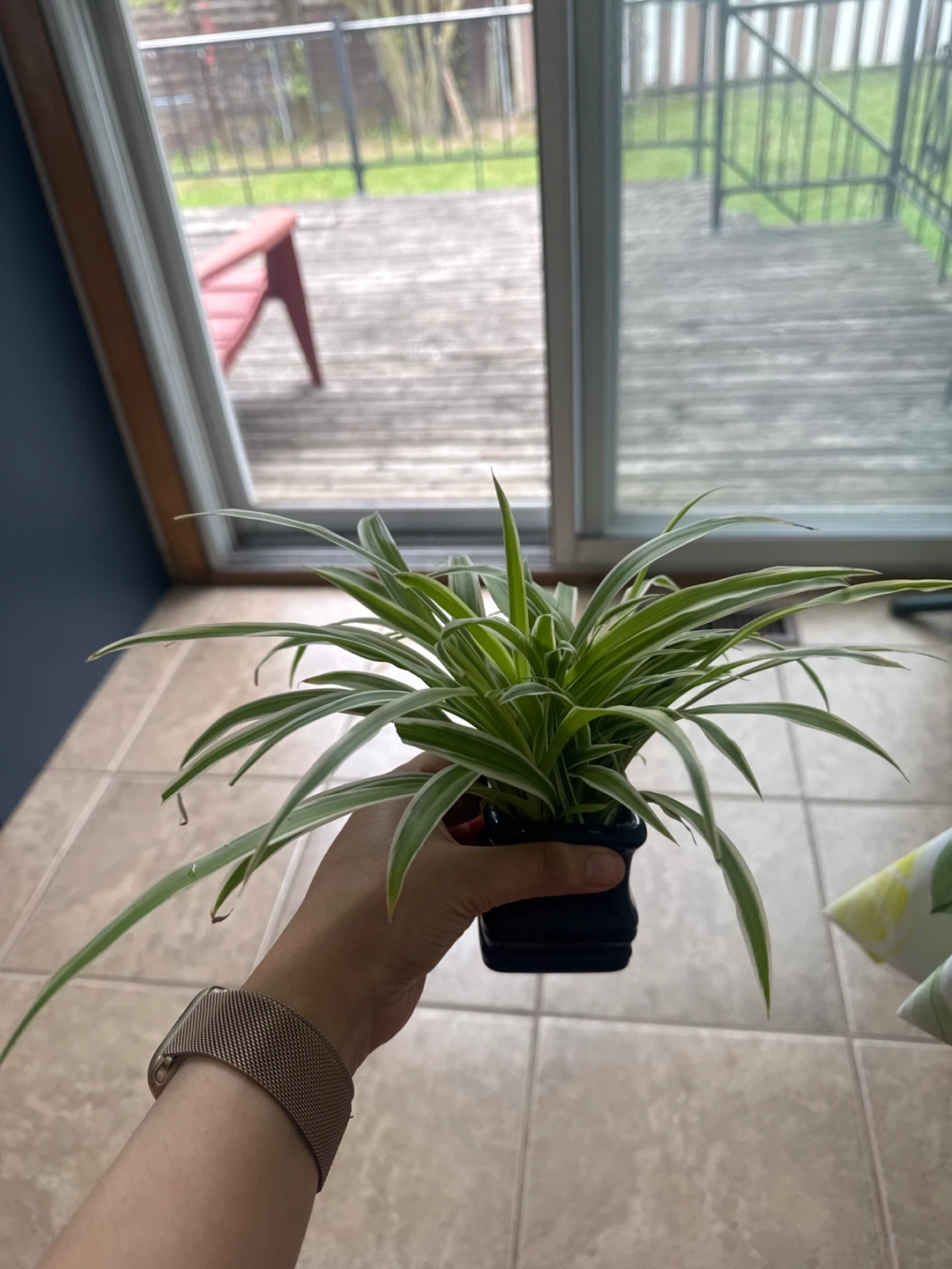 Aesthetic Baby Spider Plant without pot - photo 3