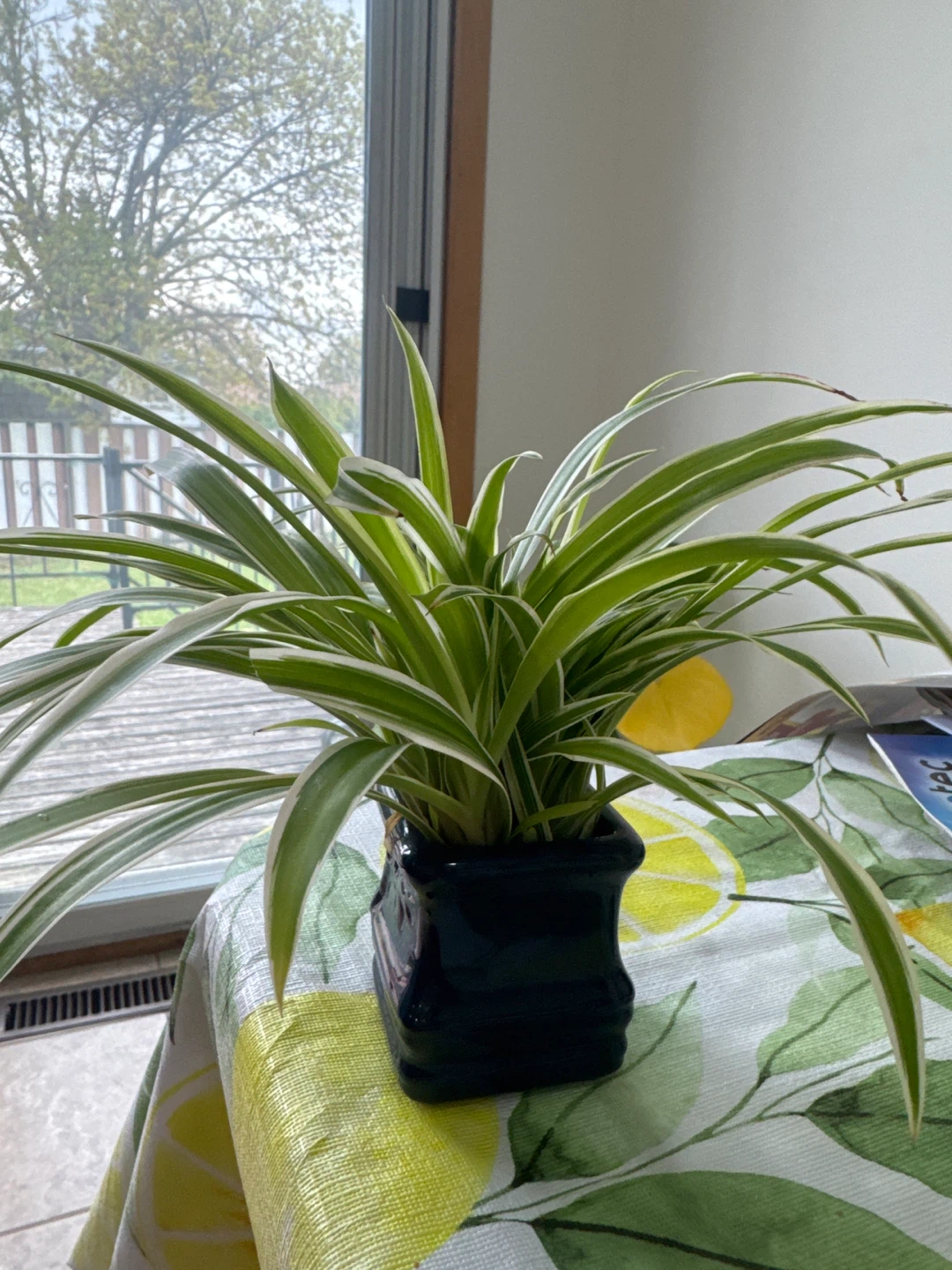 Aesthetic Baby Spider Plant without pot - photo 2