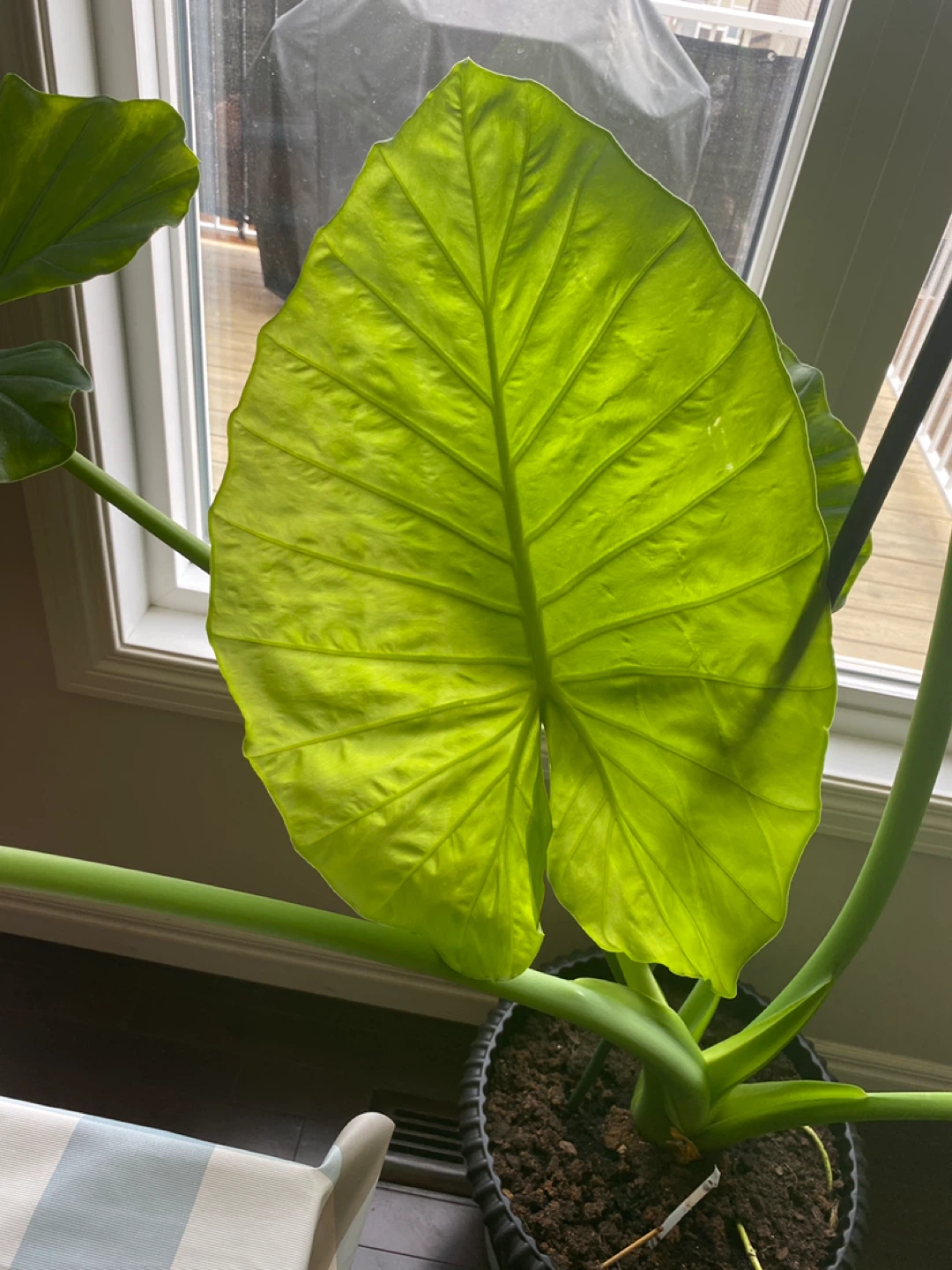 Alocacia plant for sale - photo 3