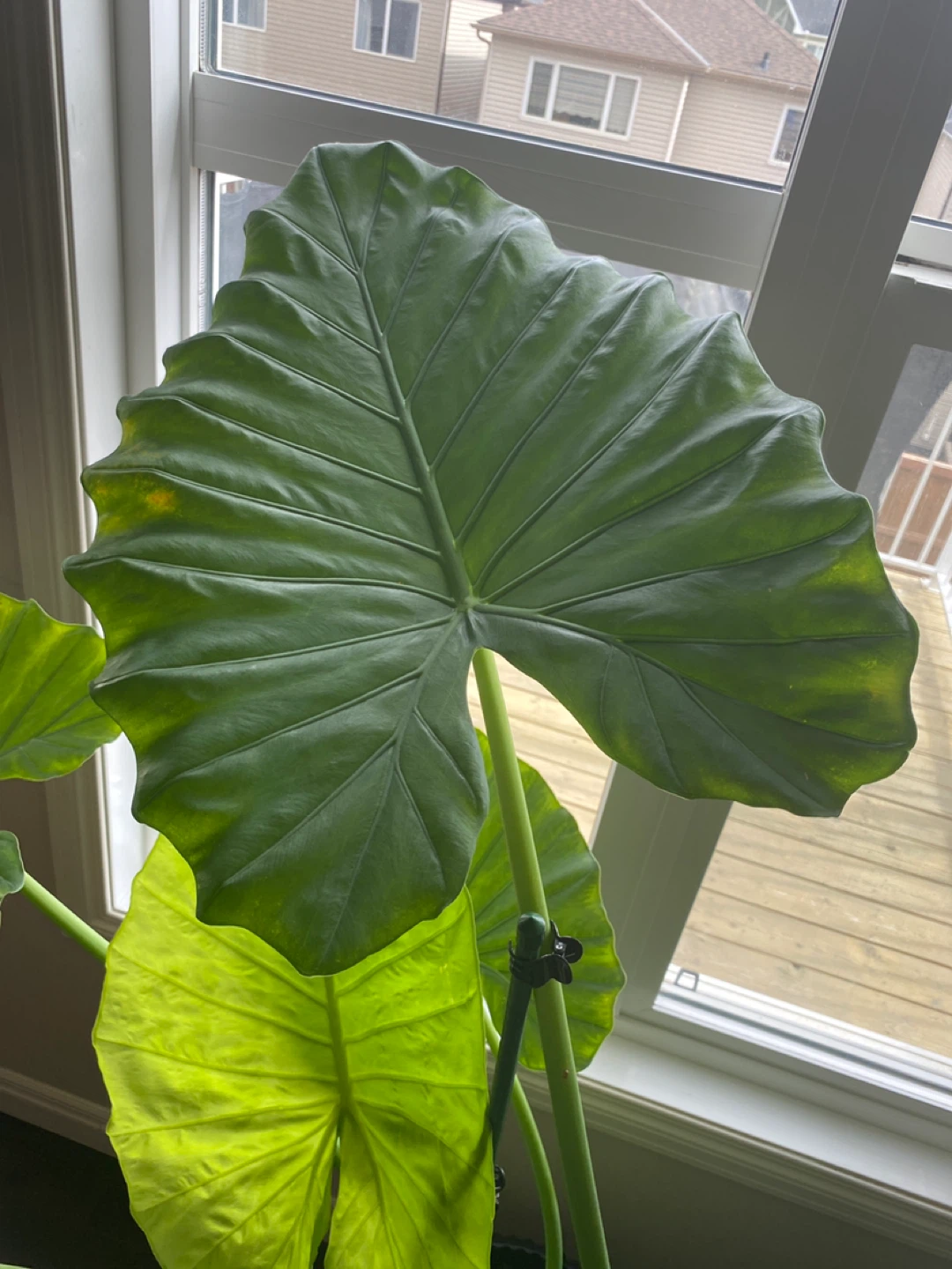 Alocacia plant - photo 2
