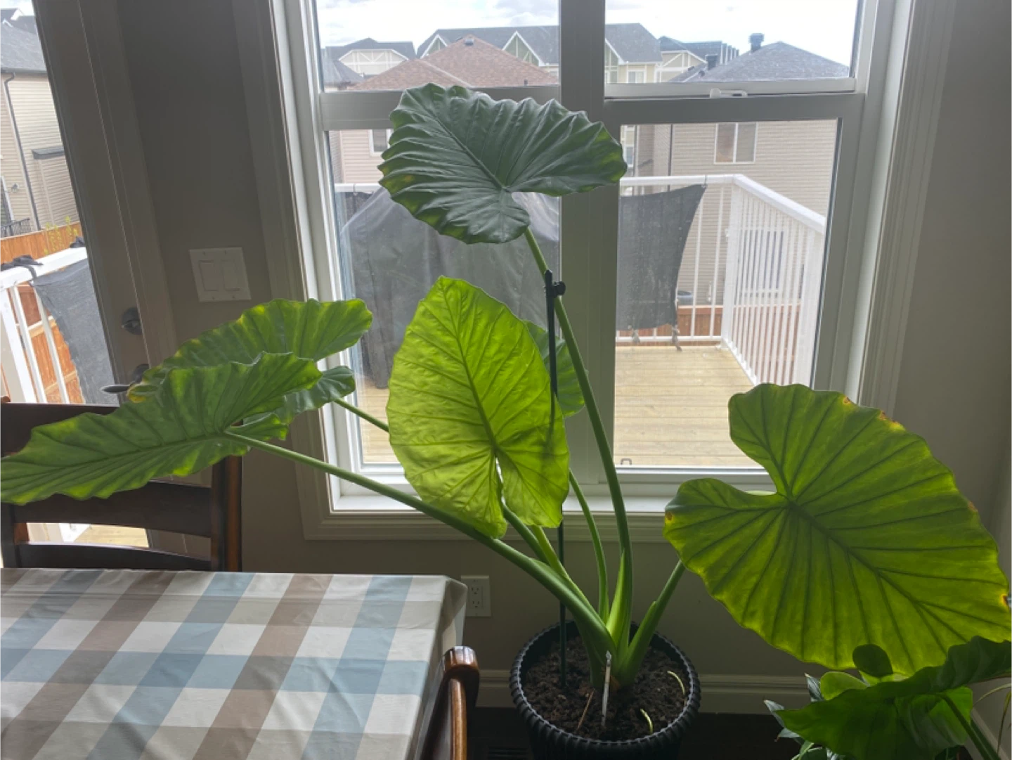 Alocacia plant