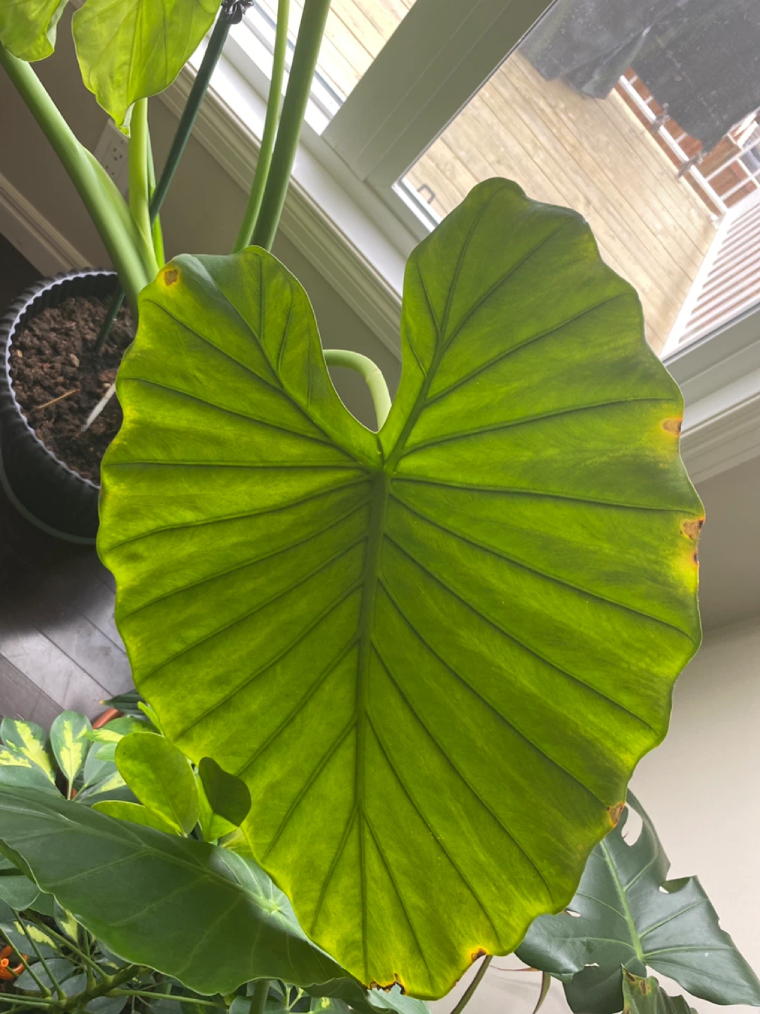 Alocacia plant - photo 4