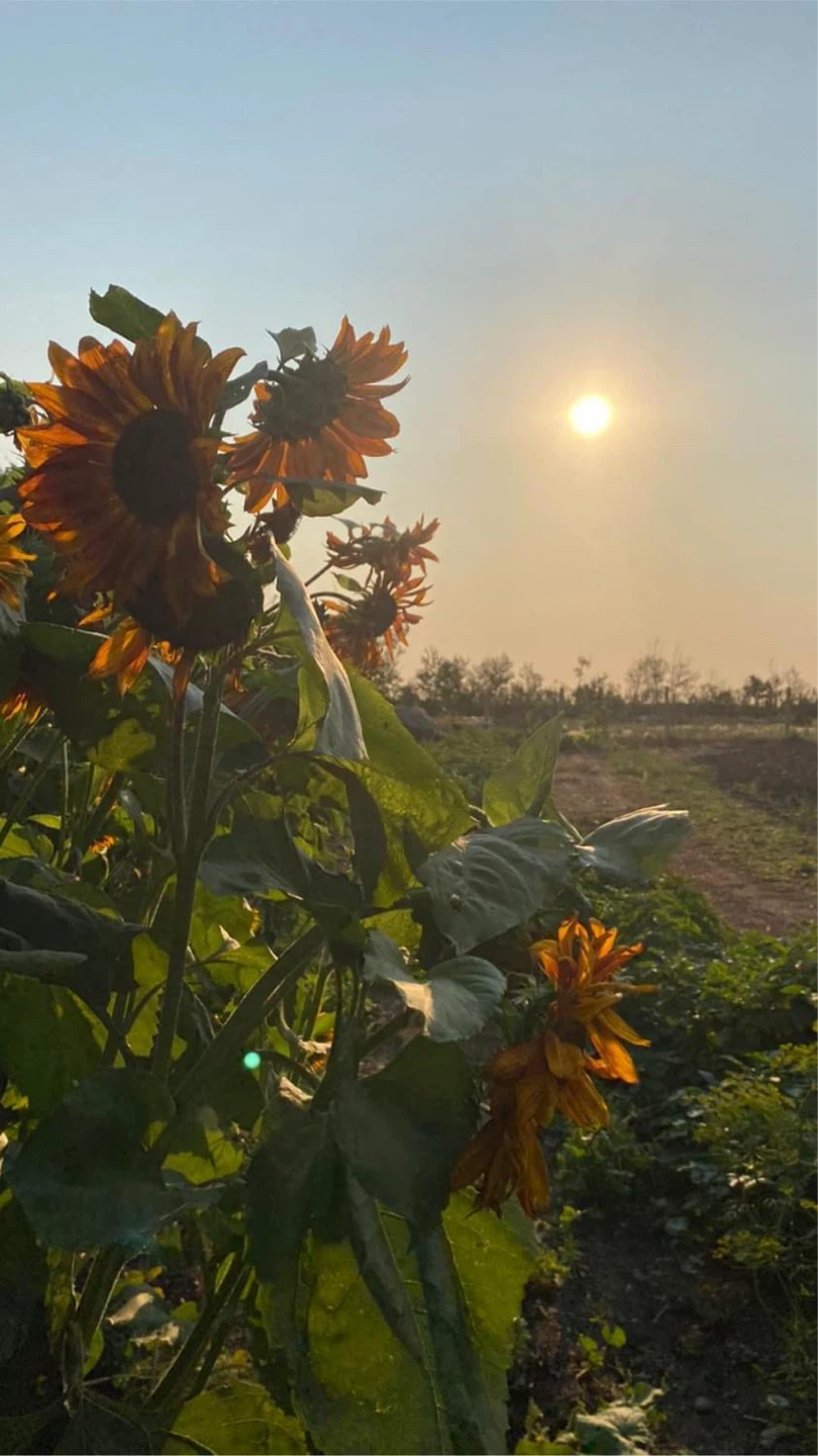 Garden Bed Cleanup - photo 3