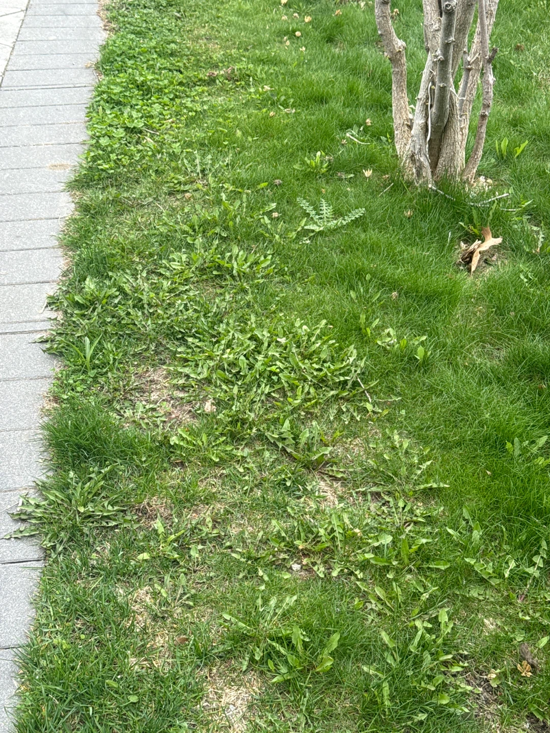 Grass cutting