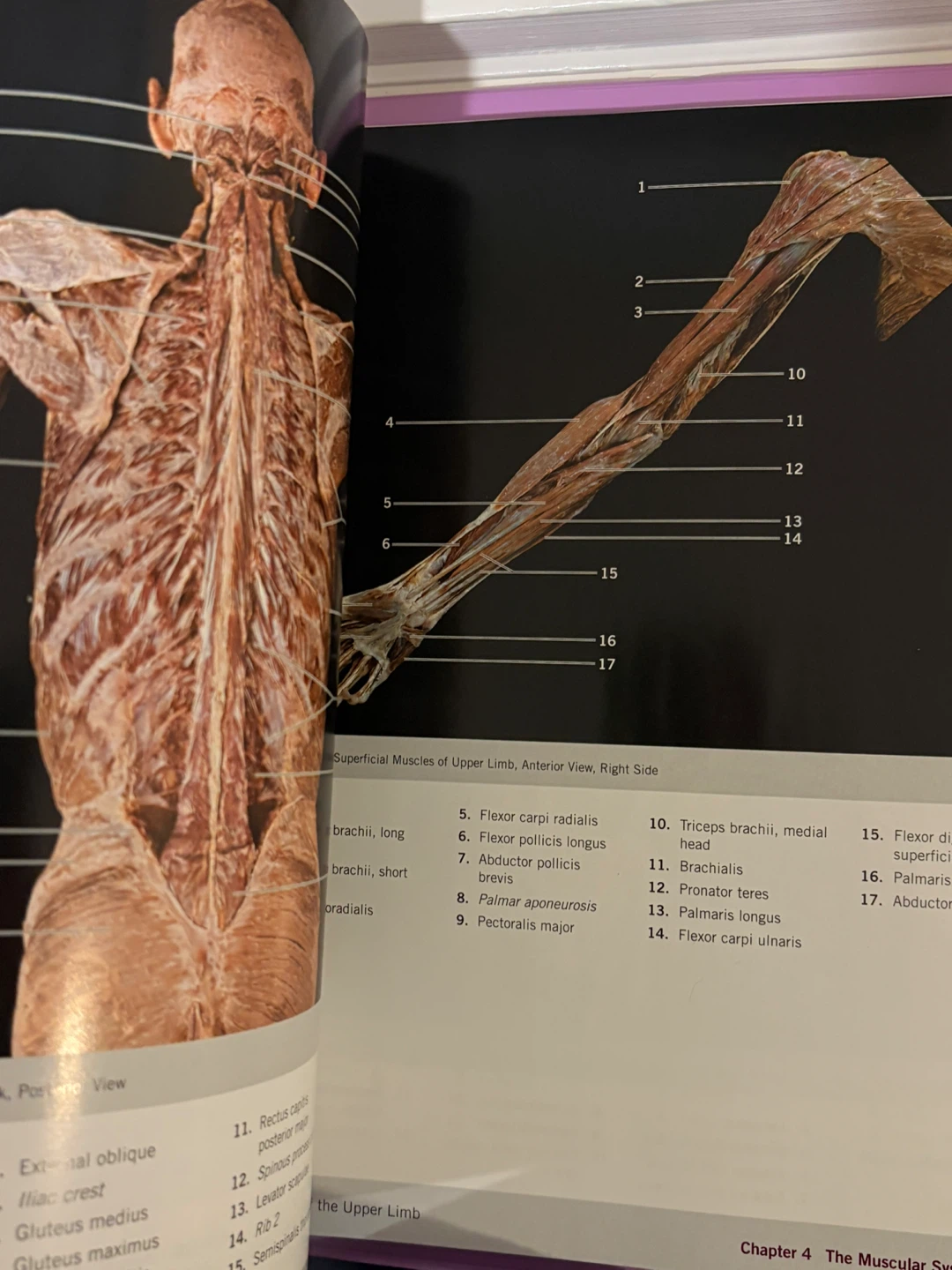 A Photographic Atlas for Anatomy & Physiology Textbook - photo 4