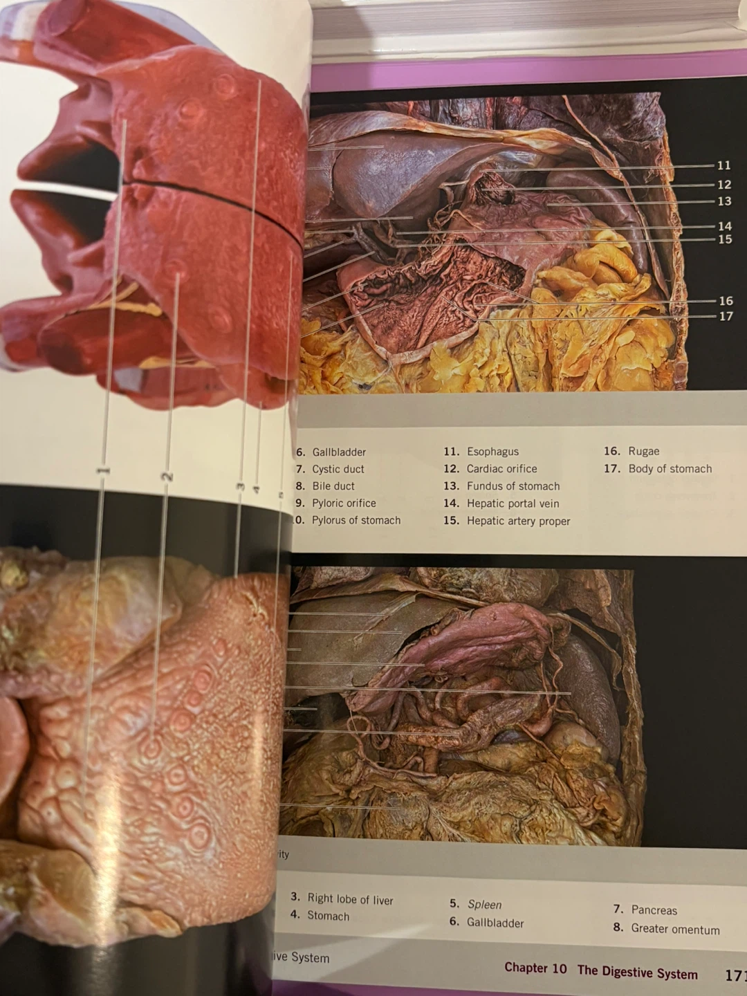 A Photographic Atlas for Anatomy & Physiology Textbook - photo 2