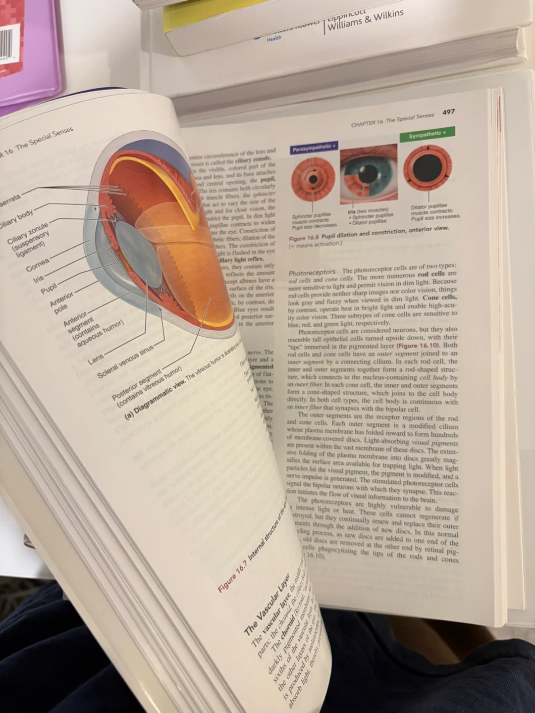 Human Anatomy 9th Edition Loose-Leaf Textbook - photo 3