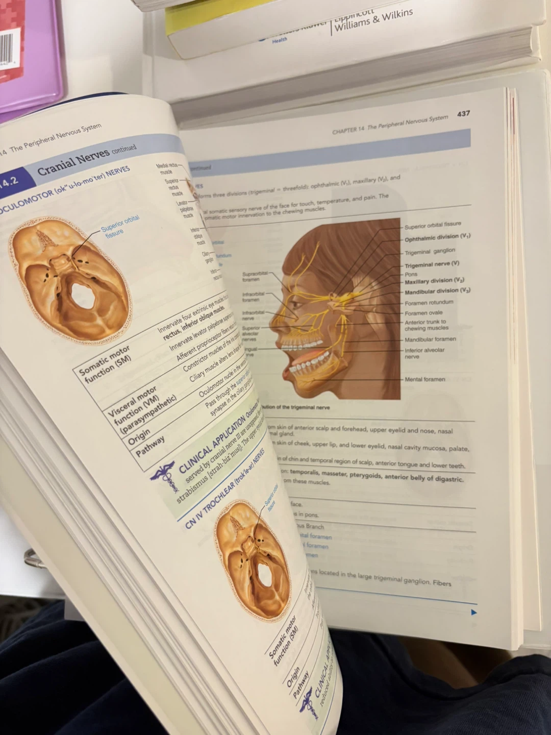 Human Anatomy 9th Edition Loose-Leaf Textbook - photo 4