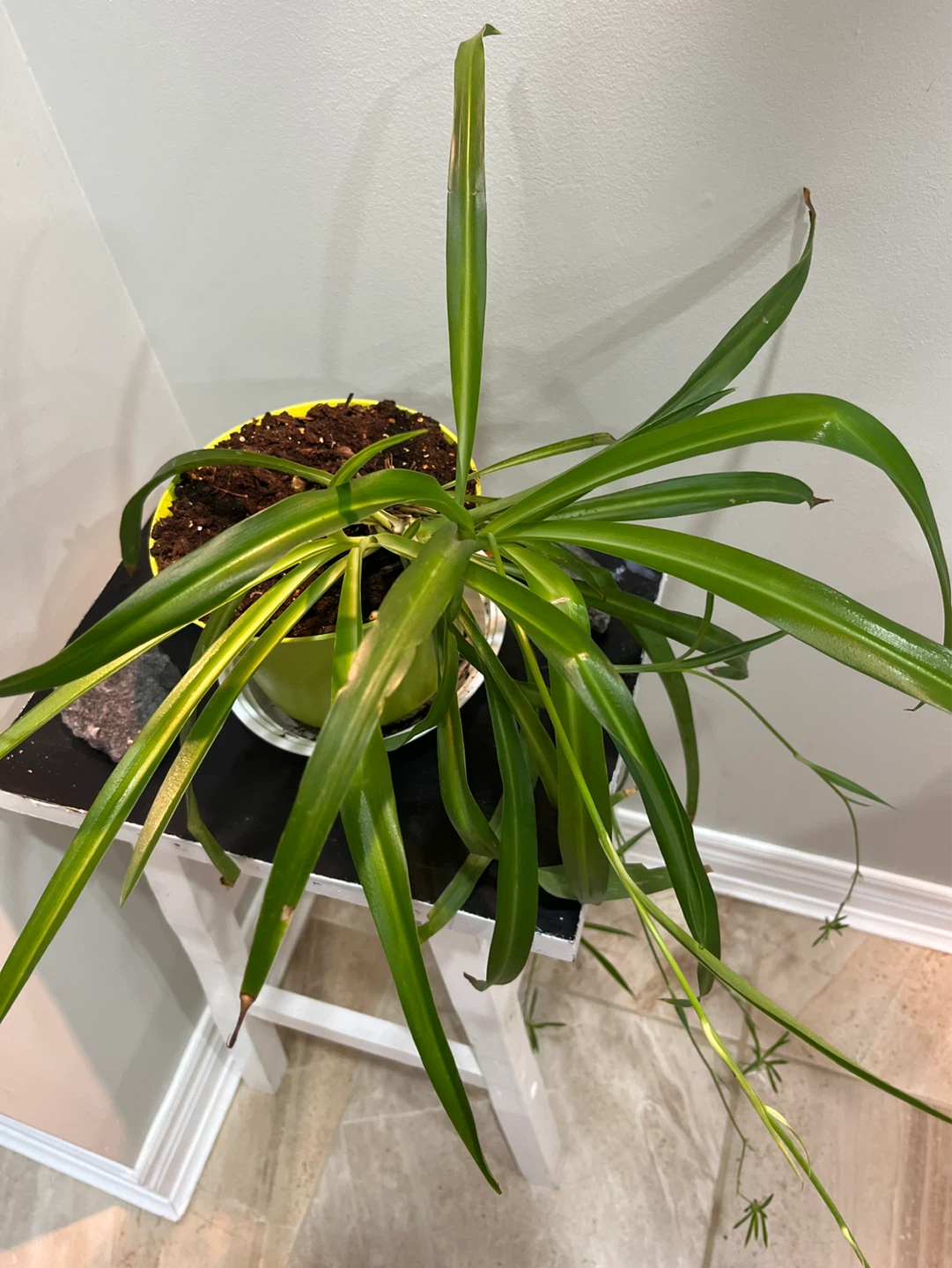 Spider Plant in Green Pot - photo 2