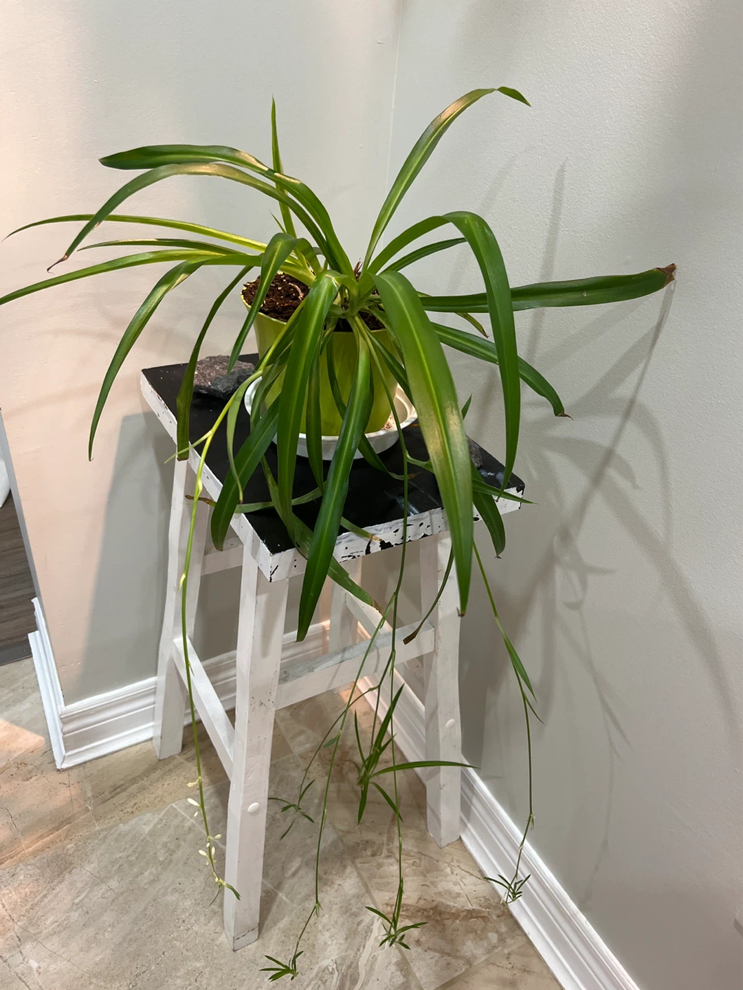 Spider Plant in Green Pot
