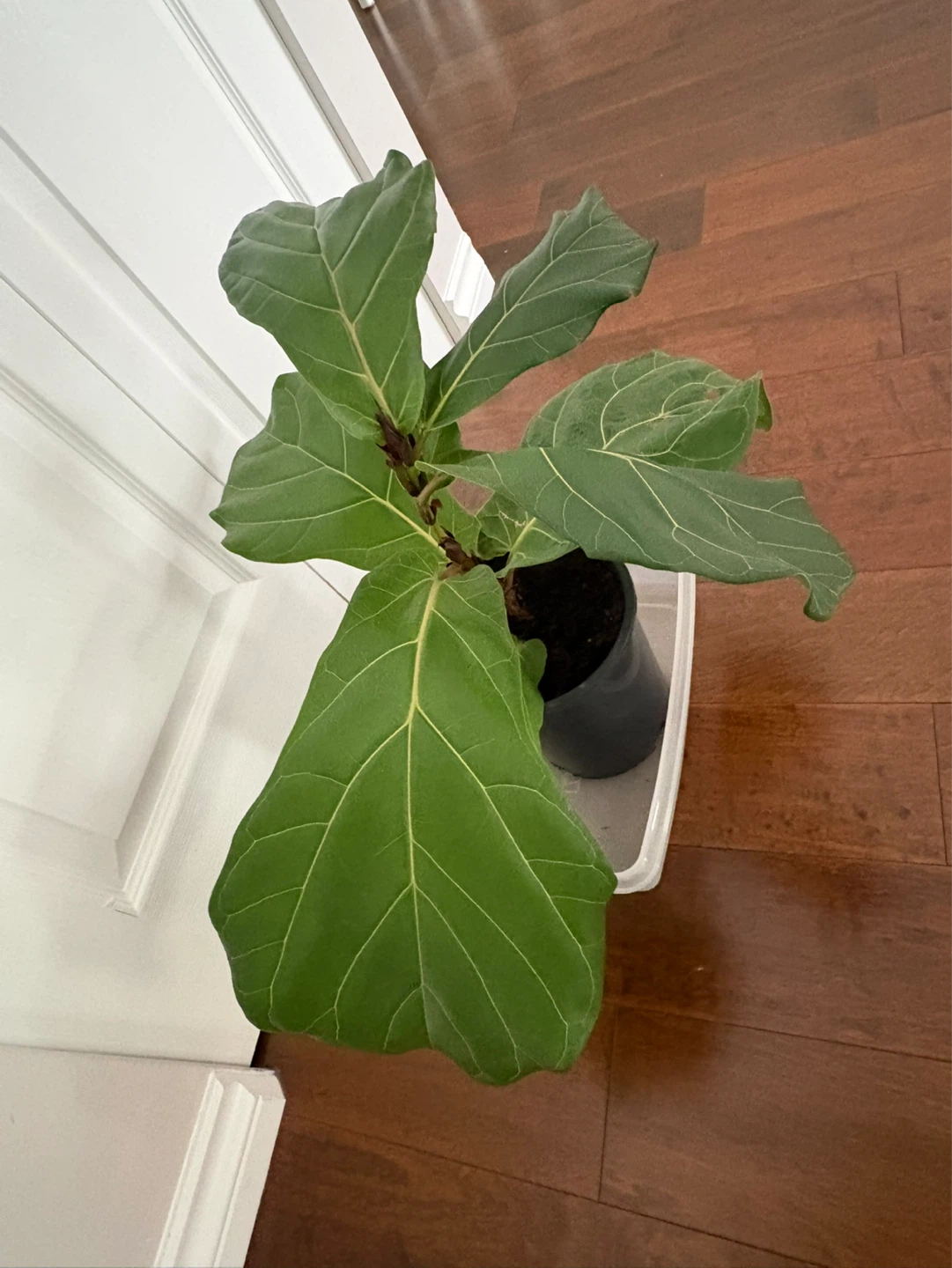 Fiddle Leaf Fig Plant - photo 3