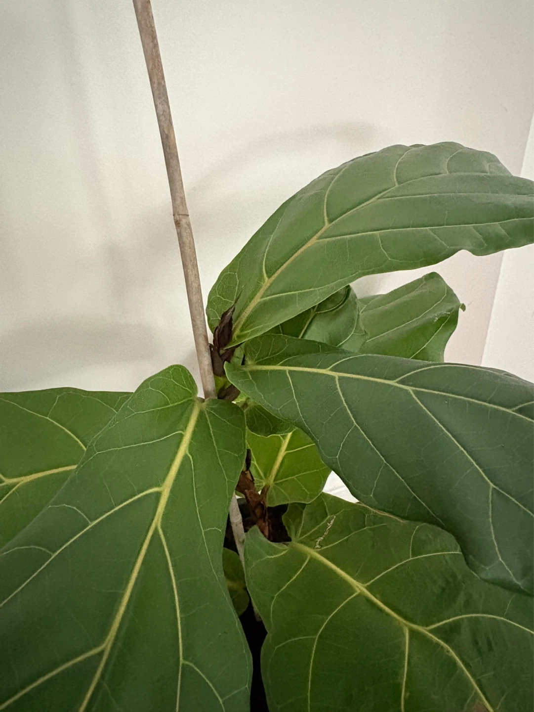 Fiddle Leaf Fig Plant - photo 2