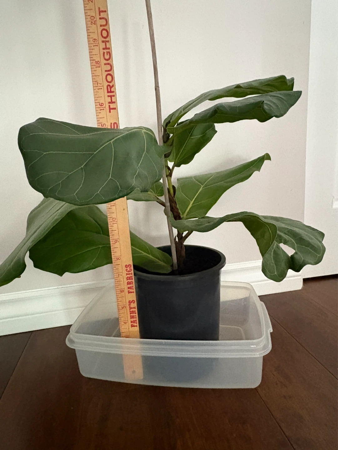 Fiddle Leaf Fig Plant