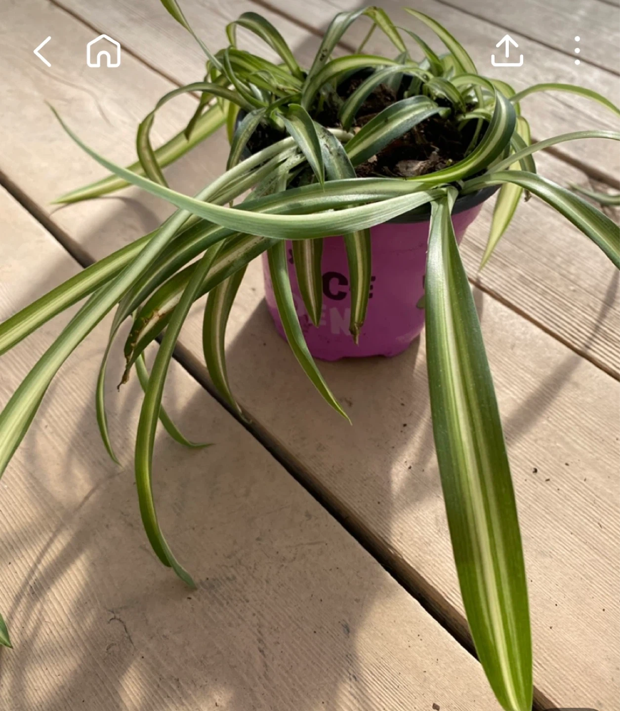 Spider Plant
