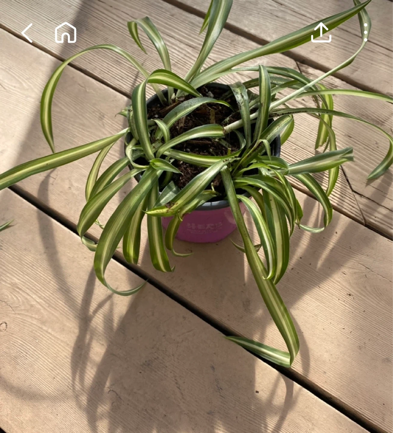 Spider Plant - photo 2