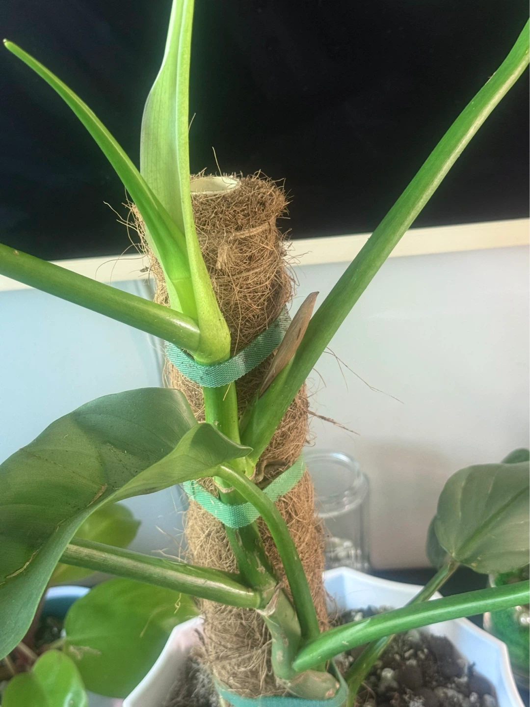 Big size Philodendron Silver Sword with flower bud - photo 4