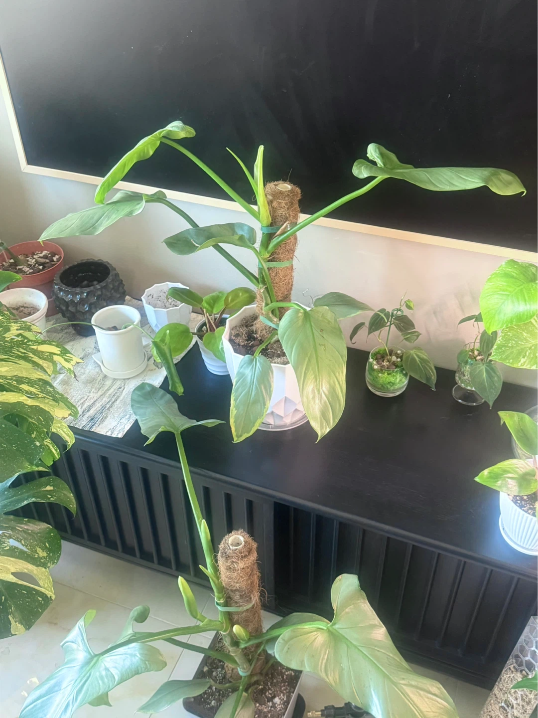 Big size Philodendron Silver Sword with flower bud - photo 5