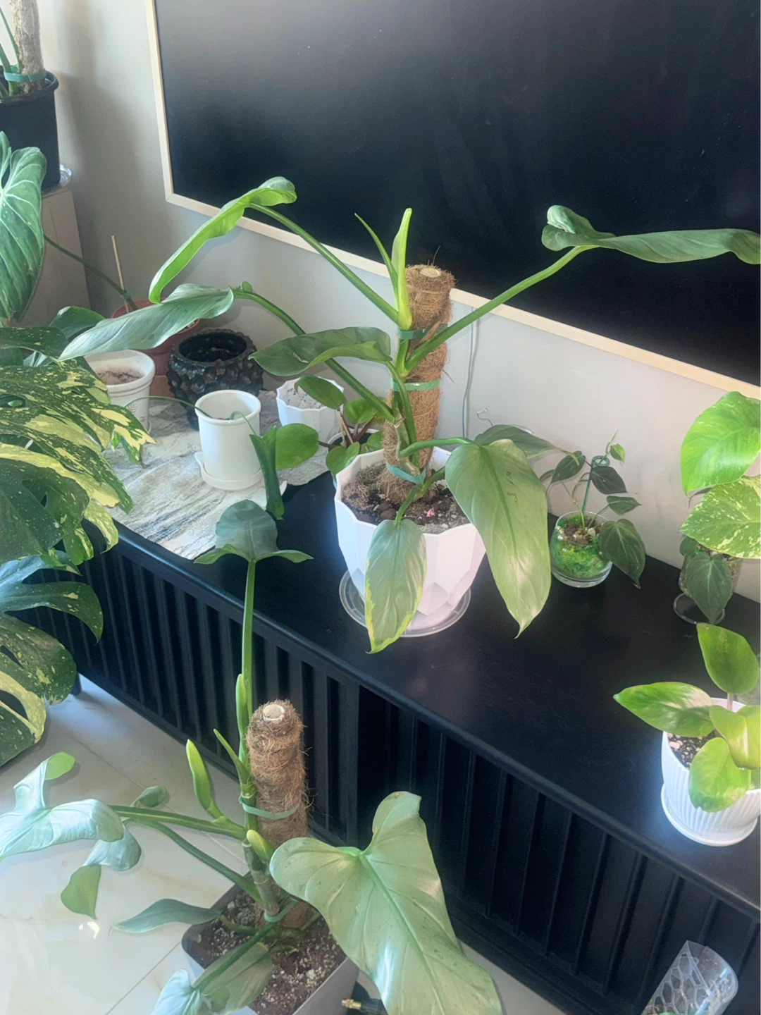 Big size Philodendron Silver Sword with flower bud - photo 2
