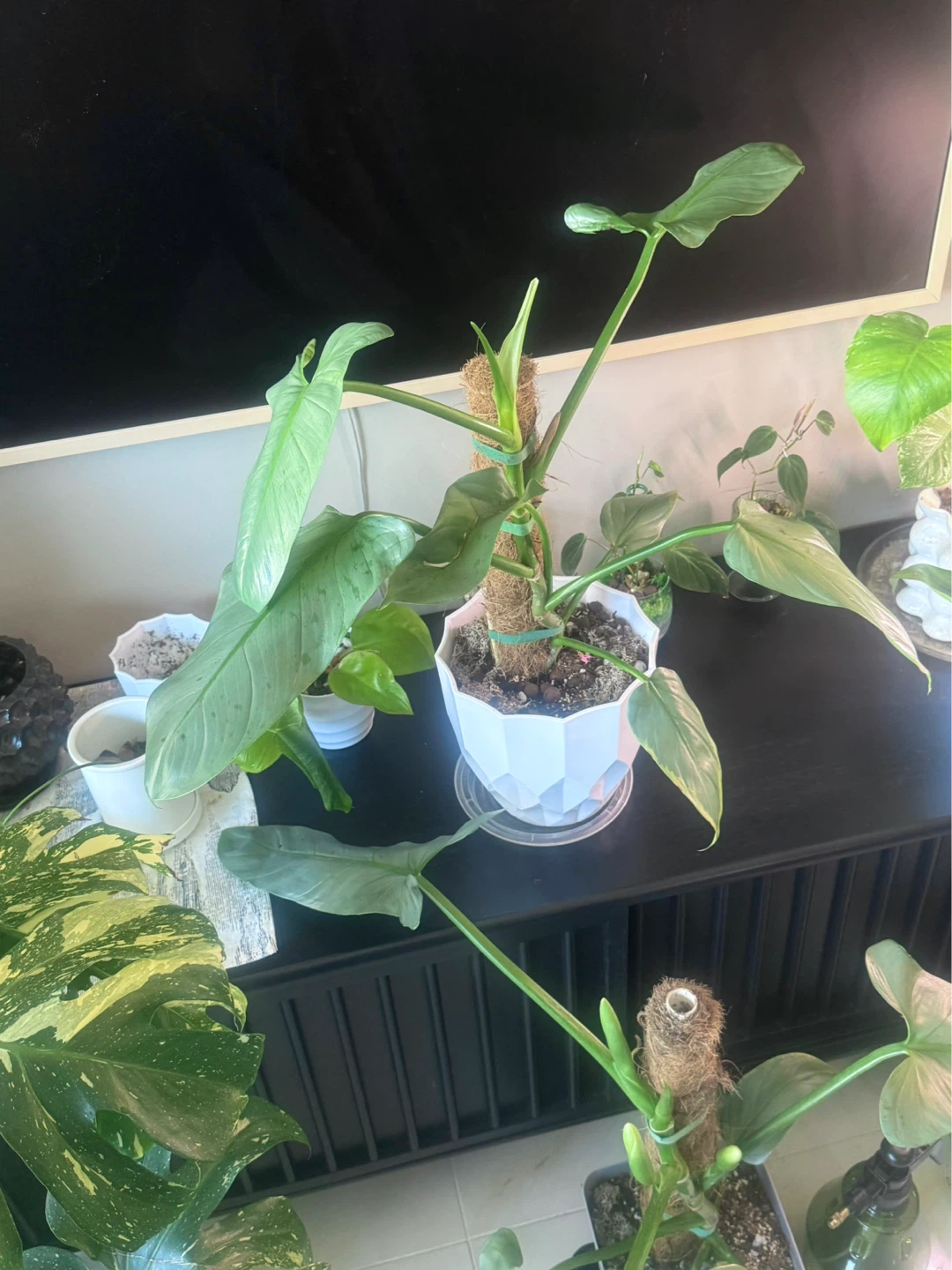 Big size Philodendron Silver Sword with flower bud