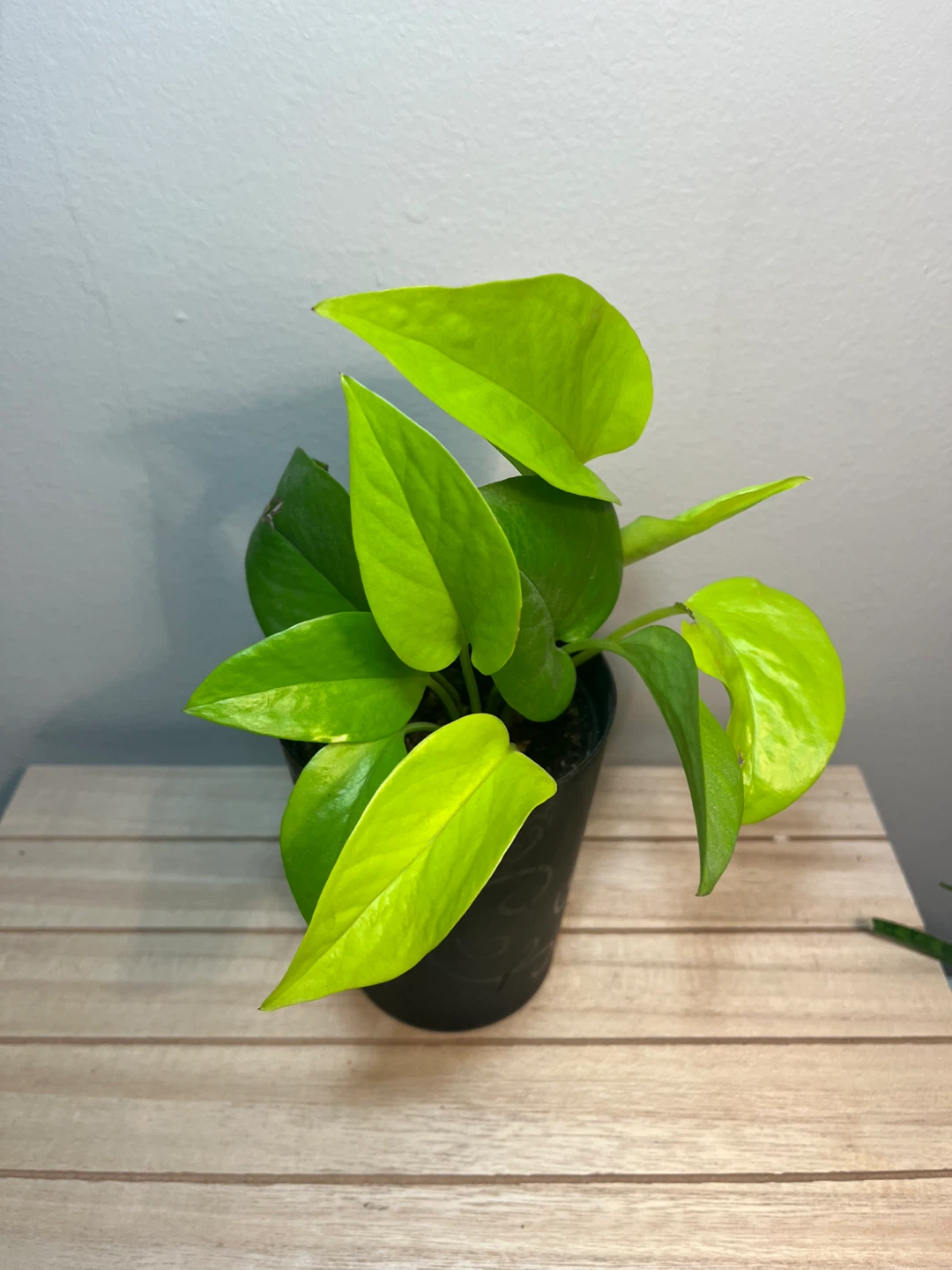 Neon Pothos