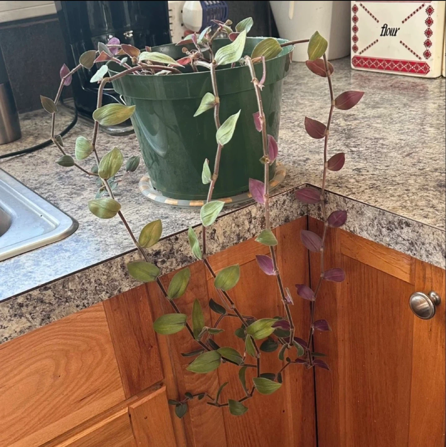 Tradescantia Zebrina Plant