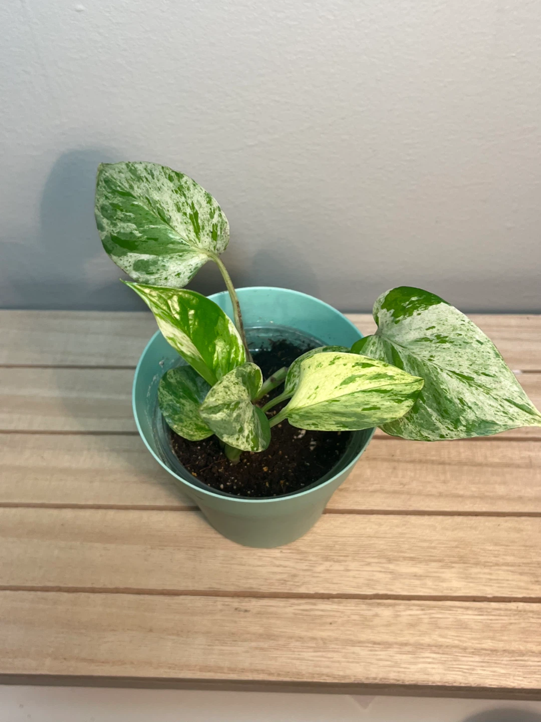 Marble Queen/Snow Queen Pothos