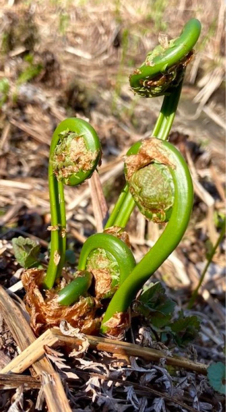 Fresh Fiddleheads - photo 5