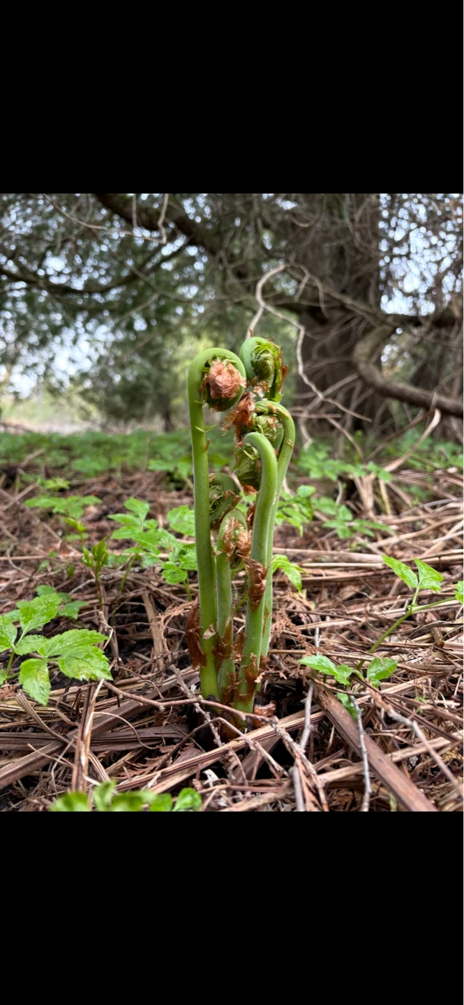 Fresh Fiddleheads - photo 4
