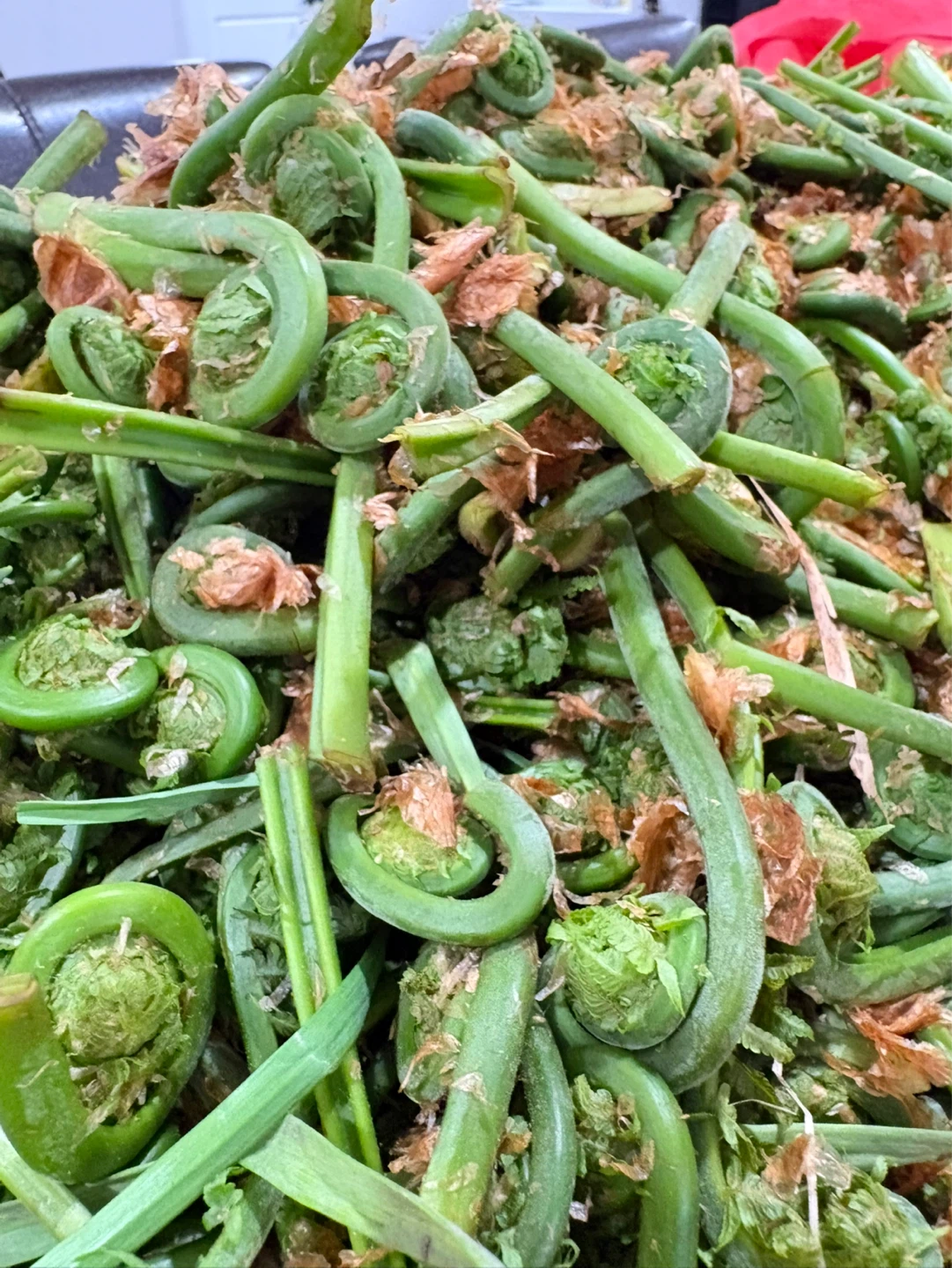 Fresh Fiddleheads - photo 3