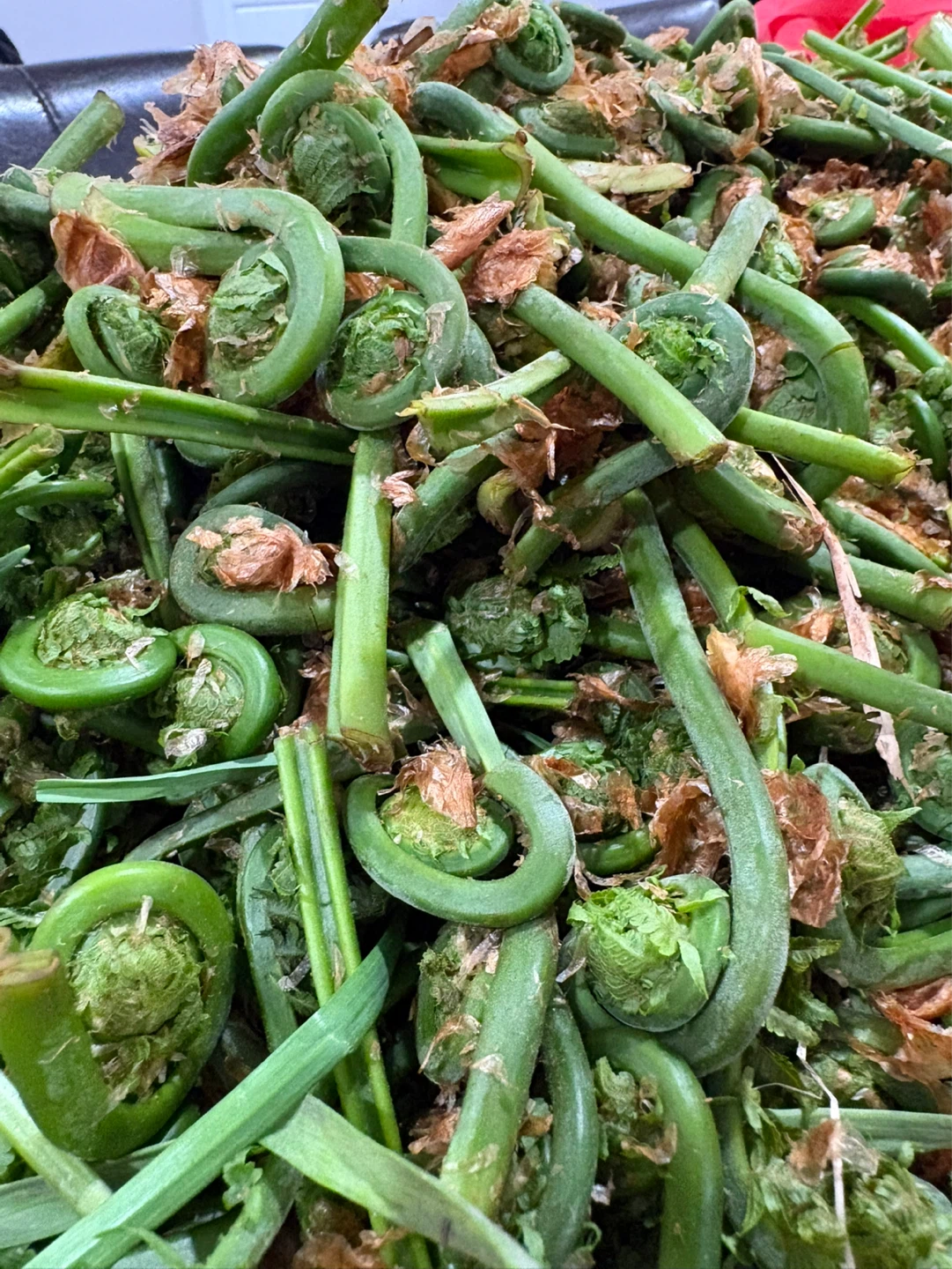 Fresh Fiddleheads - photo 2
