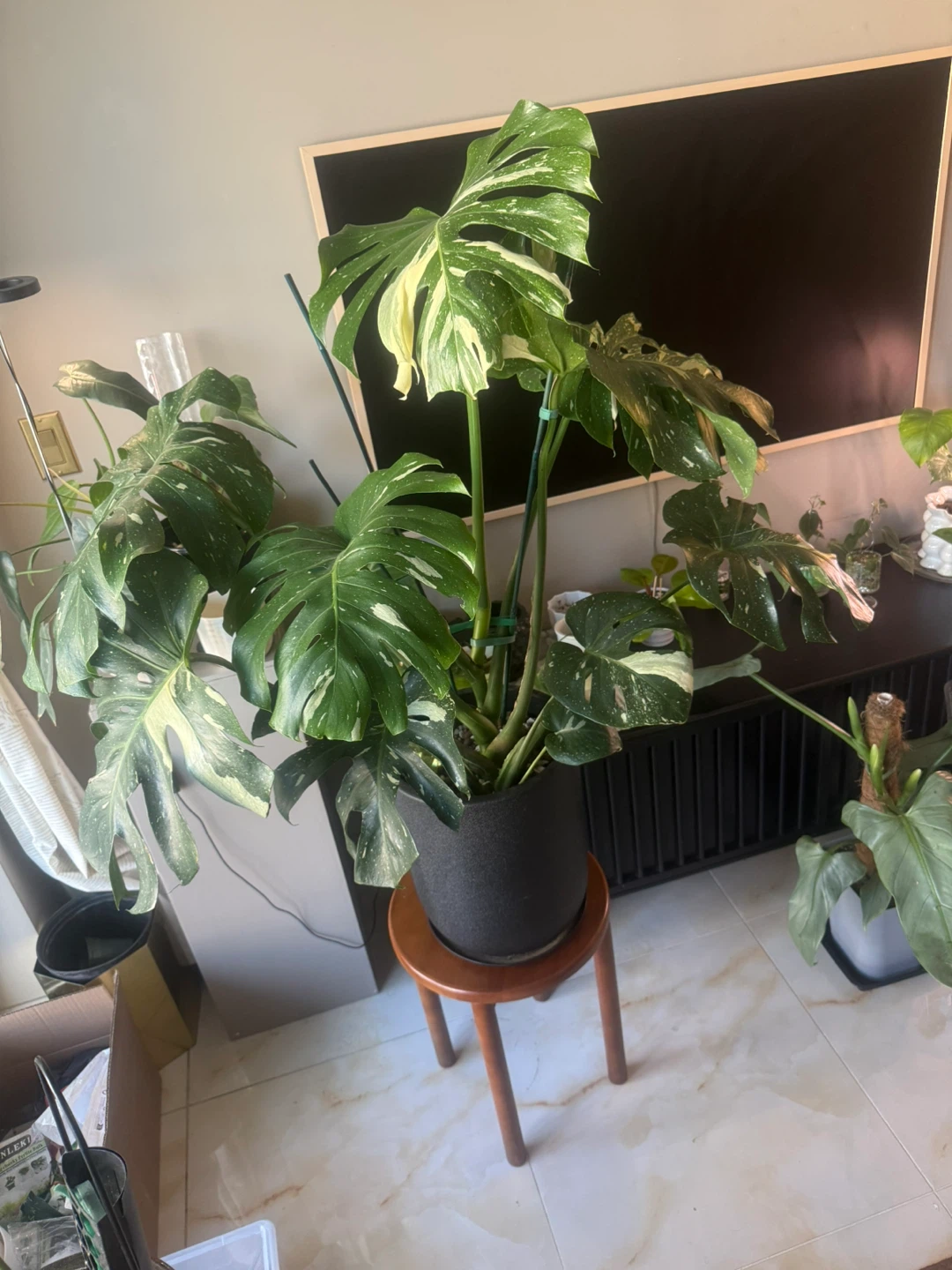 huge size Monstera Thai Constellation with planter